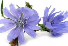 Čudotvorna biljka CIKORIJA (kao čaj, zamena za kafu, salata za mršavljenje i lek za mnoge bolesti) cikorija