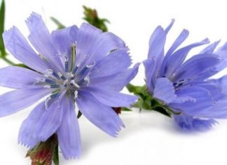 Čudotvorna biljka CIKORIJA (kao čaj, zamena za kafu, salata za mršavljenje i lek za mnoge bolesti) cikorija
